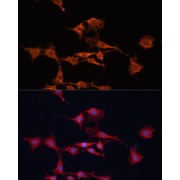 Immunofluorescence analysis of C6 cells using GSTM3 Antibody (1/100 dilution). Blue: DAPI for nuclear staining.