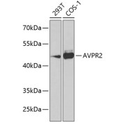 Western blot analysis of extracts of various cell lines using AVPR2 Antibody (1/1000 dilution).