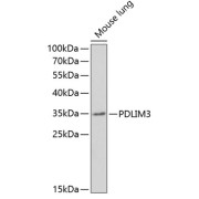 Western blot analysis of extracts of Mouse lung using PDLIM3 Antibody (1/1000 dilution).