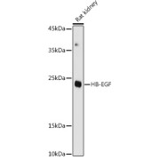 Western blot analysis of extracts of Rat kidney using HB-EGF Antibody (1/1000 dilution).