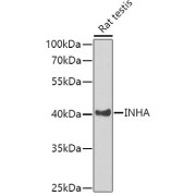 Western blot analysis of extracts of Rat testis using INHA Antibody (1/1000 dilution).