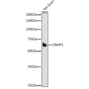 Western blot analysis of extracts of Rat brain using CRMP1 Antibody (1/1000 dilution).