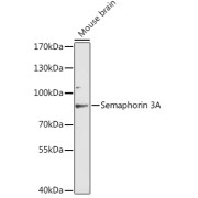 Western blot analysis of extracts of mouse brain using Semaphorin 3A Antibody (1/3000 dilution).