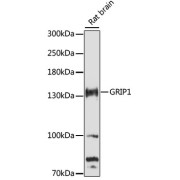 Western blot analysis of extracts of rat brain using GRIP1 Antibody (1/3000 dilution).