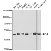 Western blot analysis of extracts of various cell lines using RPL4 Antibody (1/1000 dilution).