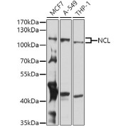 Western blot analysis of extracts of various cell lines using NCL Antibody (1/1000 dilution).