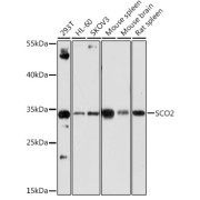 Western blot analysis of extracts of various cell lines using SCO2 Antibody (1/1000 dilution).