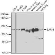 Western blot analysis of extracts of various cell lines using ELMO3 Antibody (1/1000 dilution).