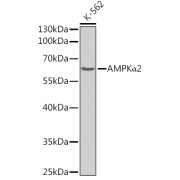 Western blot analysis of extracts of K-562 cells using AMPKα2 Antibody