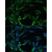 Immunofluorescence analysis of NIH-3T3 cells using BCAT2 Antibody (1/100 dilution). Blue: DAPI for nuclear staining.