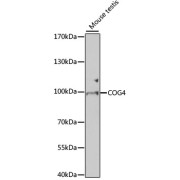 Western blot analysis of extracts of mouse testis using COG4 Antibody (1/1000 dilution).