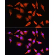 Immunofluorescence analysis of L929 cells using HSPA2 Antibody (1/100 dilution). Blue: DAPI for nuclear staining.