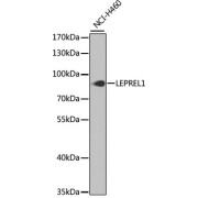 Western blot analysis of extracts of NCI-H460 cells using LEPREL1 Antibody (1/1000 dilution).