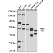 Western blot analysis of extracts of various cell lines using PAX7 Antibody (1/1000 dilution).