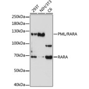 Western blot analysis of extracts of various cells using PML/RARA Antibody (1/1000 dilution).