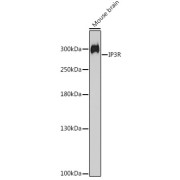 Western blot analysis of extracts of Mouse brain using IP3R Antibody (1/1000 dilution).