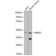 Western blot analysis of extracts of various cell lines using UBIAD1 Antibody (1/500 dilution).