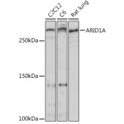 Western blot analysis of extracts of various cell lines using ARID1A Antibody (1/500 dilution).