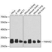 Western blot analysis of extracts of various cell lines using YWHAZ Antibody (1/1000 dilution).