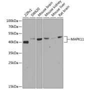 Western blot analysis of extracts of various cell lines using MAPK11 Antibody (1/50 dilution)0.