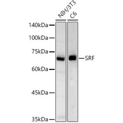 Serum Response Factor (SRF) Antibody
