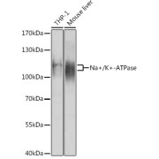 Western blot analysis of extracts of various cell lines using Na+/K+-ATPase1 Antibody (1/1000 dilution).