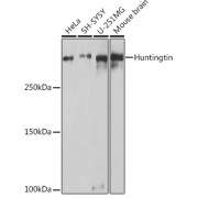 Western blot analysis of extracts of various cell lines using Huntingtin Antibody (1/1000 dilution).