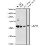 Western blot analysis of extracts of various cell lines using NELFCD Antibody (1/1000 dilution).