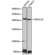 Western blot analysis of extracts of various cell lines using PIK3C2A Antibody (1/1000 dilution).