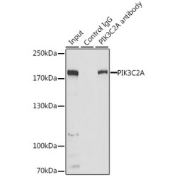 Phosphoinositide-3-Kinase Class-2-Alpha Polypeptide (PIK3C2A) Antibody