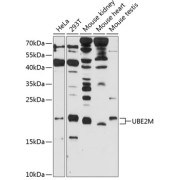 Western blot analysis of extracts of various cell lines using UBE2M Antibody (1/1000 dilution).