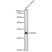 Western blot analysis of extracts of Mouse kidney using INSIG2 Antibody (1/1000 dilution).