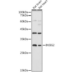 Insulin-Induced Gene 2 Protein (INSIG2) Antibody