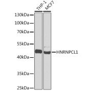 Western blot analysis of extracts of various cell lines using HNRNPCL1 Antibody (1/1000 dilution).