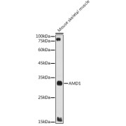 Western blot analysis of extracts of Mouse skeletal muscle using AMD1 Antibody (1/1000 dilution).