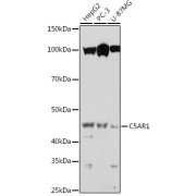 Western blot analysis of extracts of various cell lines using C5AR1 Antibody (1/1000 dilution).