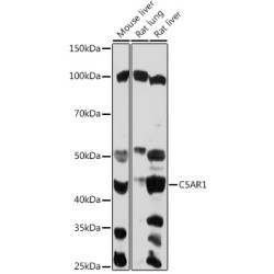 Complement Component 5a Receptor 1 (C5AR1) Antibody