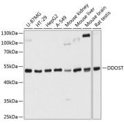 Western blot analysis of extracts of various cell lines using DDOST Antibody (1/1000 dilution).