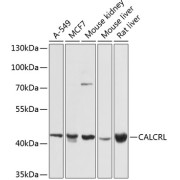 Western blot analysis of extracts of various cell lines using CALCRL Antibody (1/1000 dilution).