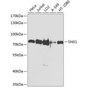 Western blot analysis of extracts of various cell lines using SNX1 Antibody (1/1000 dilution).