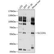 Western blot analysis of extracts of various cell lines using SLC22A1 Antibody (1/1000 dilution).