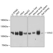 Western blot analysis of extracts of various cell lines using VAV2 Antibody (1/3000 dilution).