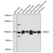 Western blot analysis of extracts of various cell lines using GRIA4 Antibody (1/1000 dilution).