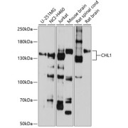 Western blot analysis of extracts of various cell lines using CHL1 Antibody (1/1000 dilution).