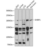 Western blot analysis of extracts of various cell lines using EHBP1 Antibody (1/1000 dilution).