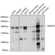 Western blot analysis of extracts of various cell lines using WDR33 Antibody (1/1000 dilution).