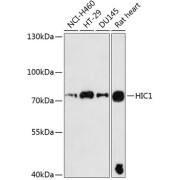 Western blot analysis of extracts of various cell lines using HIC1 Antibody (1/3000 dilution).