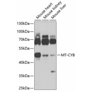 Western blot analysis of extracts of various cell lines using MT-CYB Antibody (1/1000 dilution).