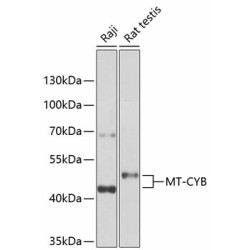 Cytochrome B (MT-CYB) Antibody