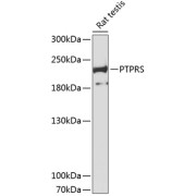 Western blot analysis of extracts of Rat testis using PTPRS Antibody (1/3000 dilution).